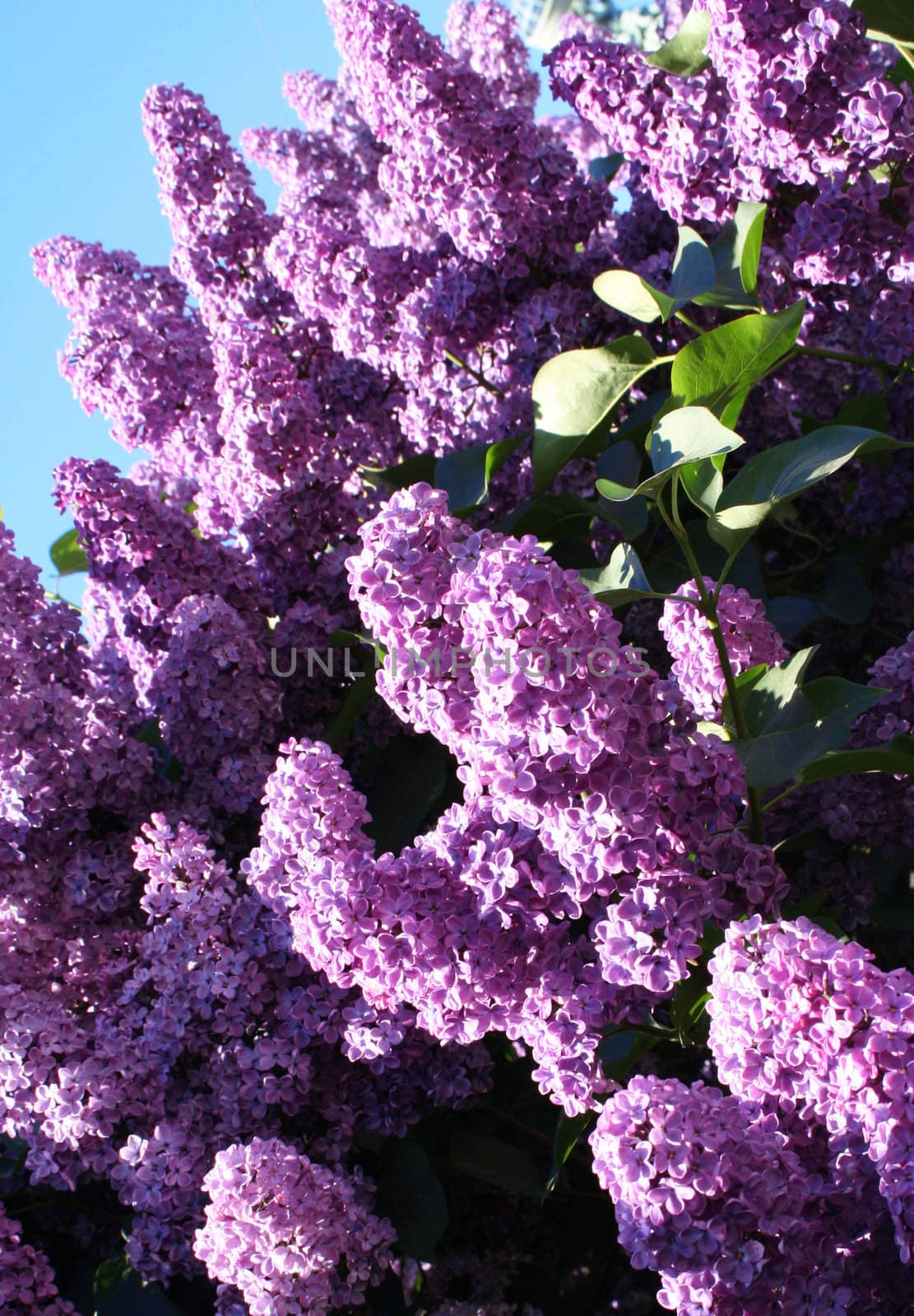 Lilac with leaves on a blue sky as background