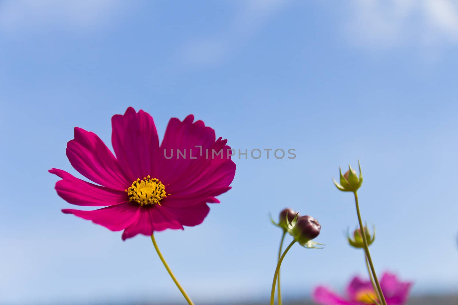 Pink Cosmos flower and blue sky