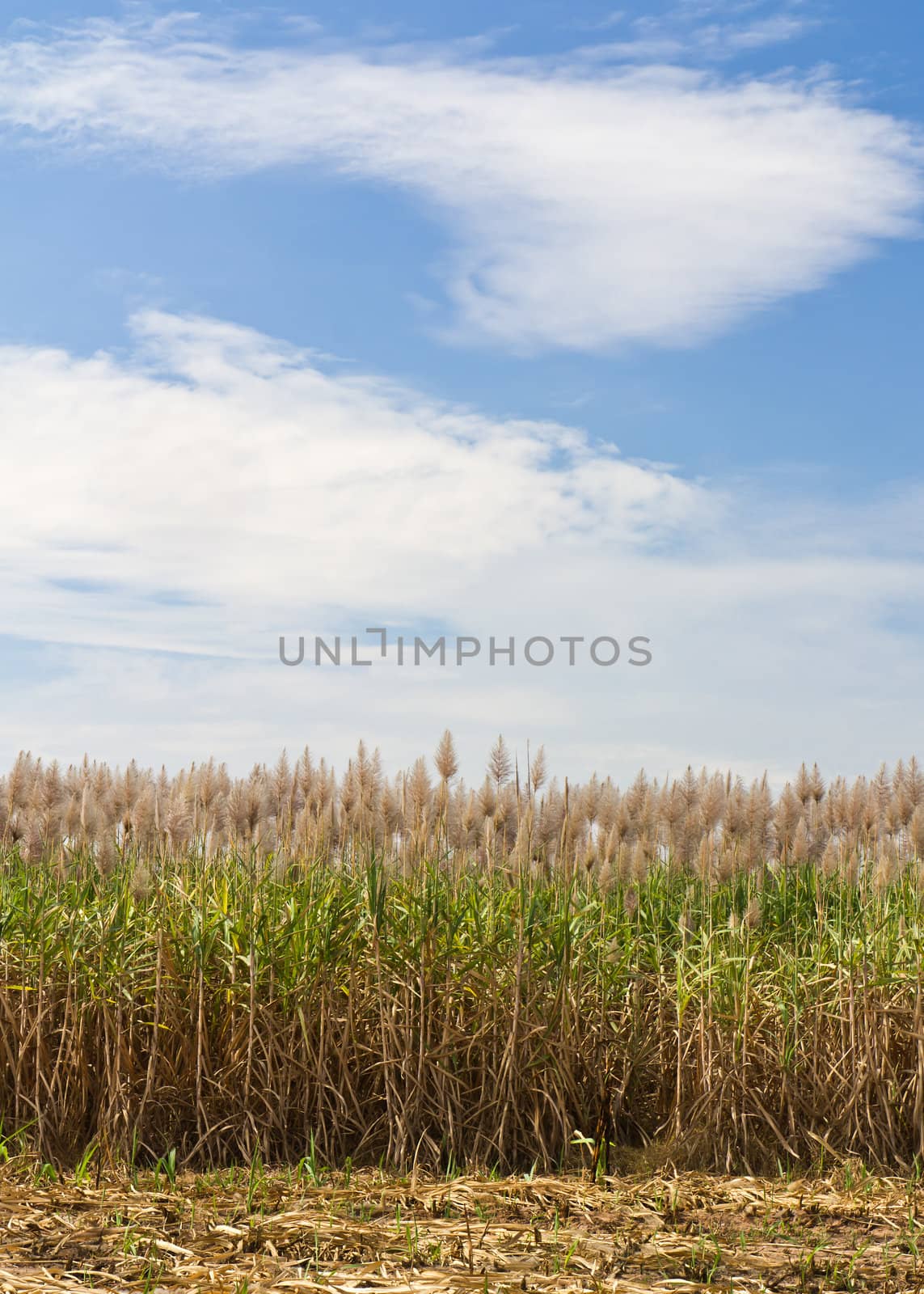 Sugar cane fields, culture tropical in Thailand