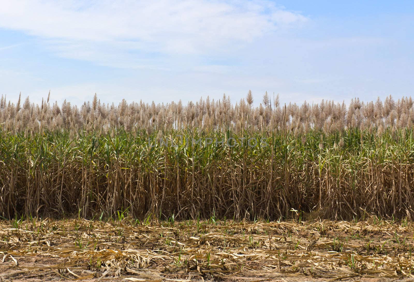 Sugar cane fields, culture tropical in Thailand