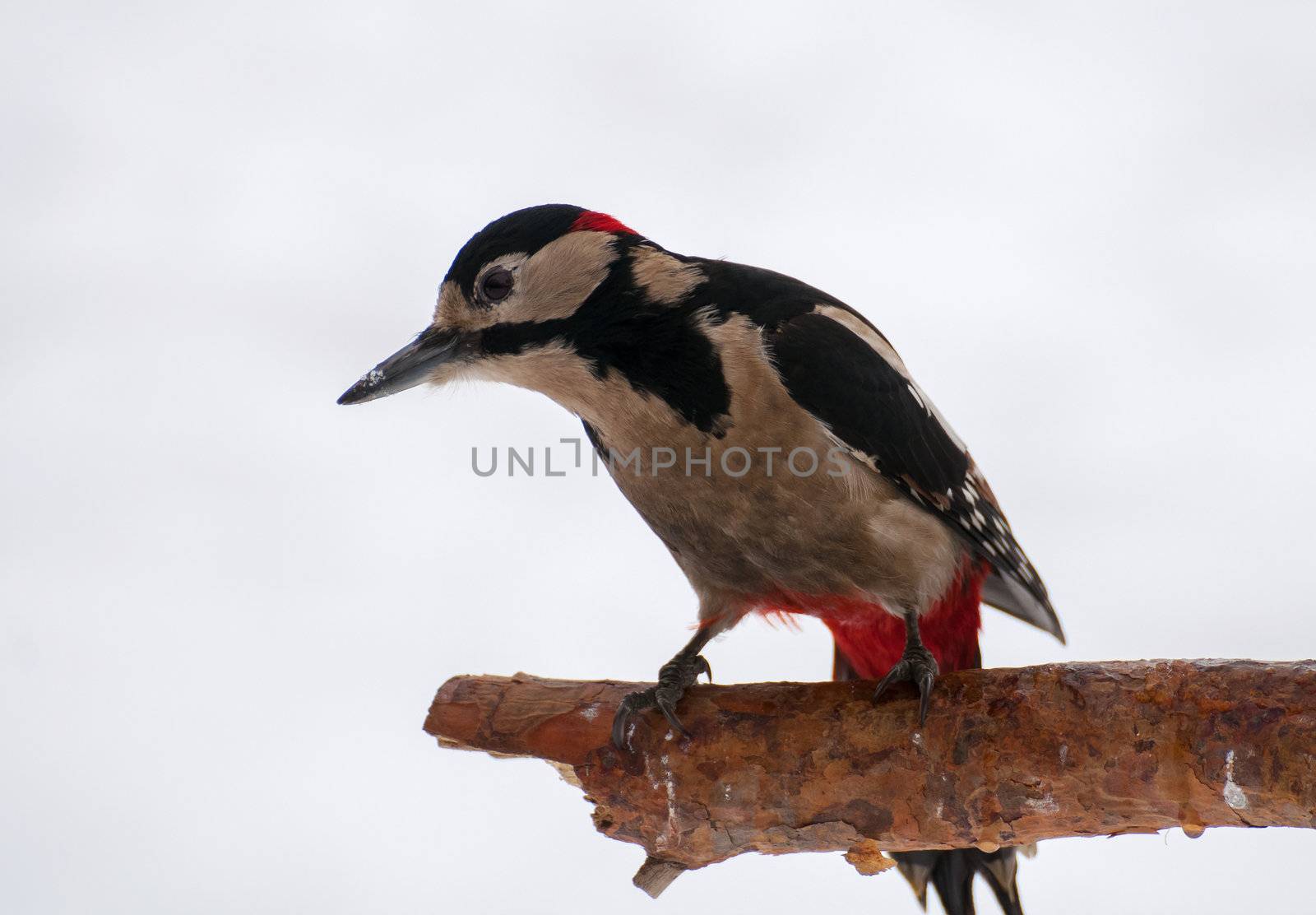 Woodpecker by Gucio_55