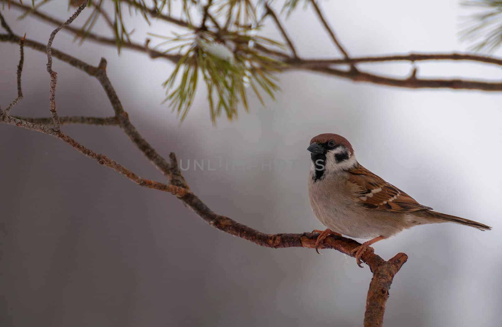 Sparrow by Gucio_55