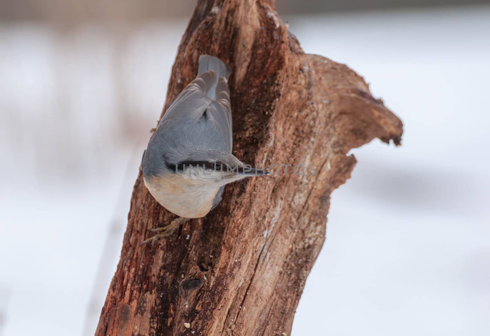 Nuthatch by Gucio_55