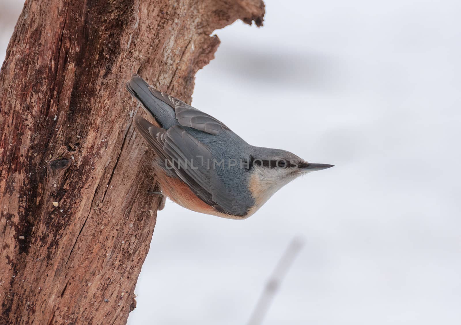 Nuthatch