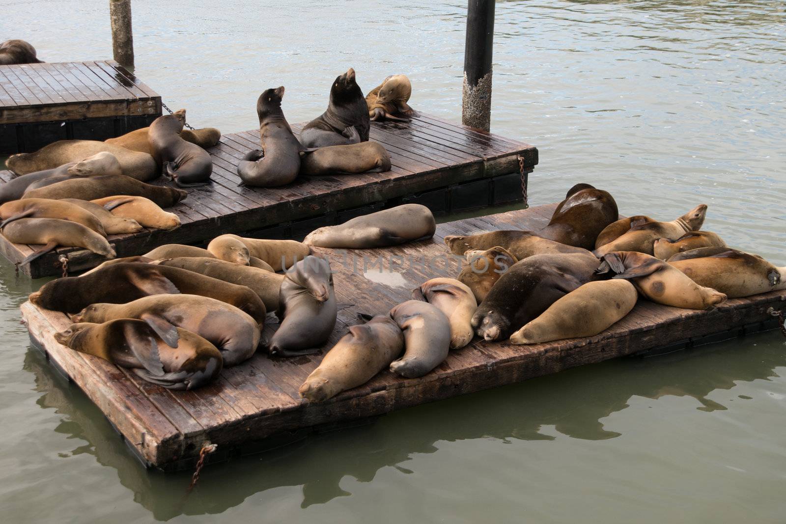 Sea lions at rest in the  San Franscico Bay Near Pier 39