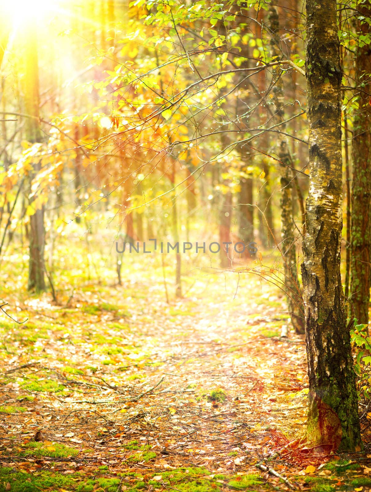Autumn. Fall  by SubbotinaA