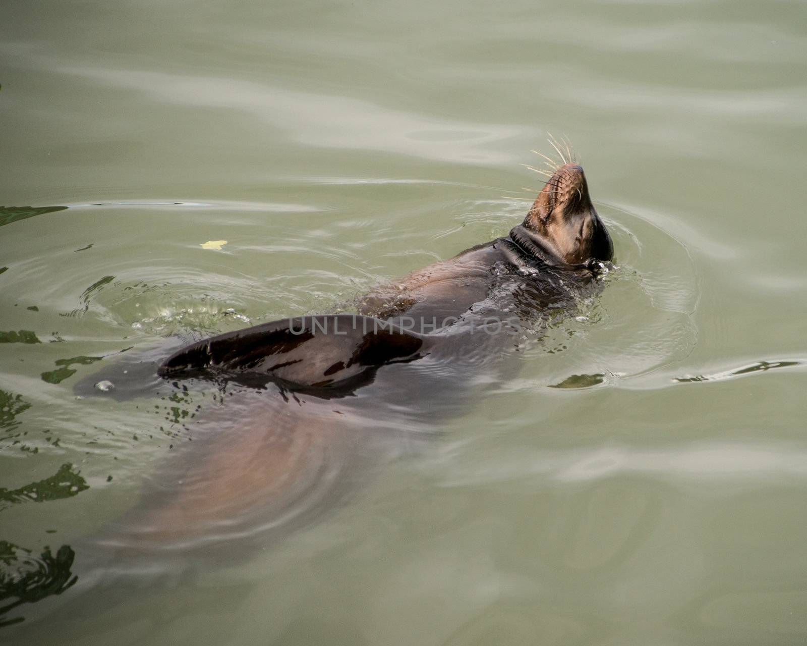 Sea lions at play in the  San Franscico Bay Near Pier 39