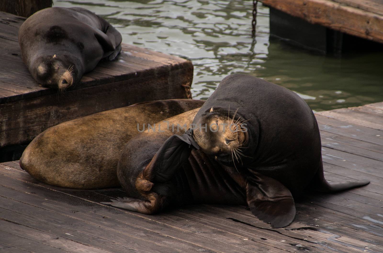 Sea lions at rest in the  San Franscico Bay Near Pier 39