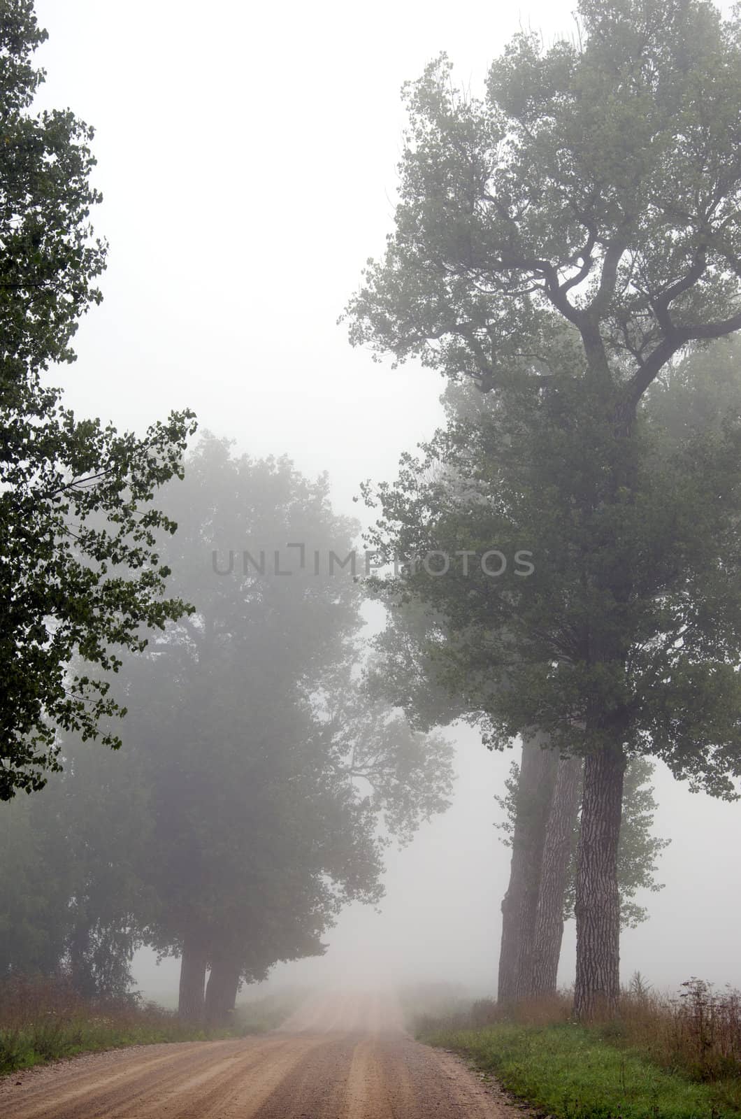 Rural gravel road sink in misty fog surrounded by old trees.