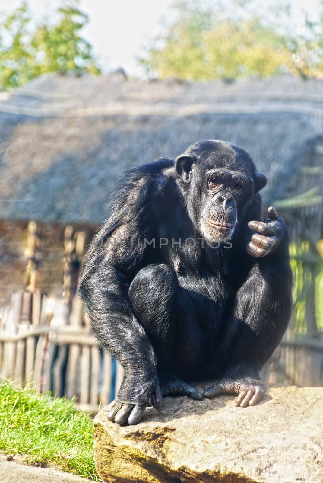 Common chimpanzee (Pan troglodytes), or robust chimpanzee, great ape sitting and looking into the camera