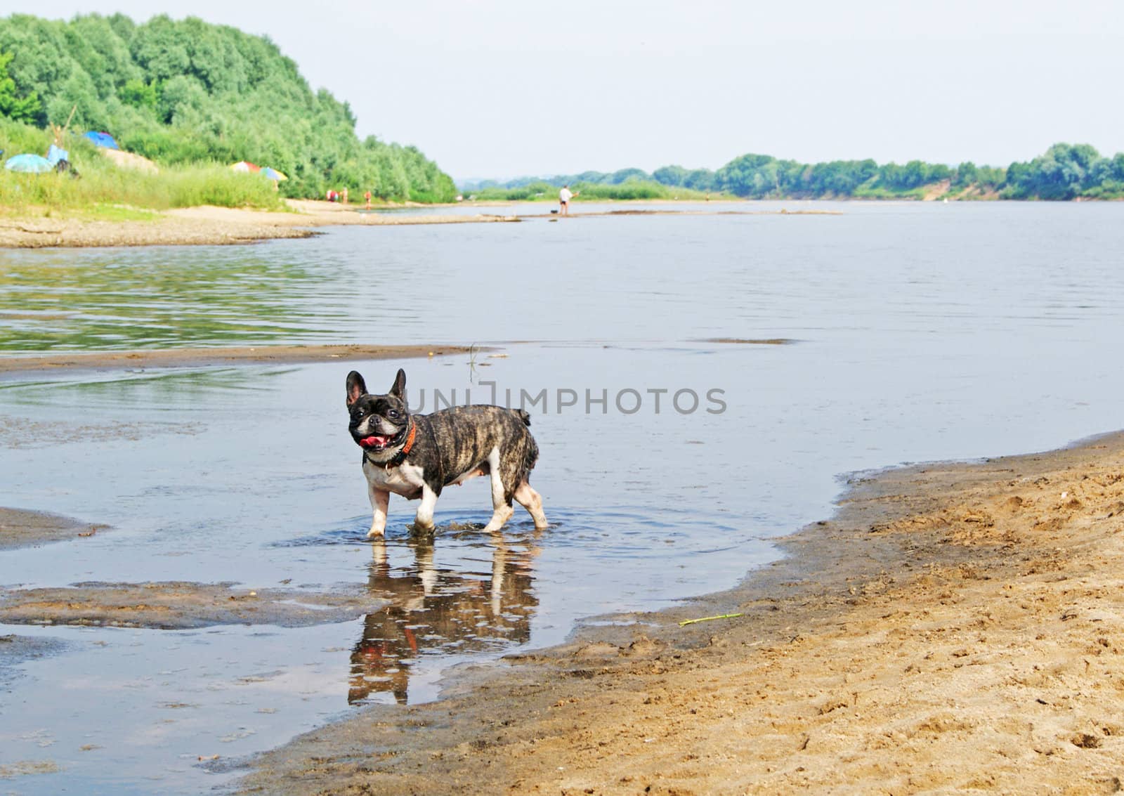 French bulldog running in the water and smiling