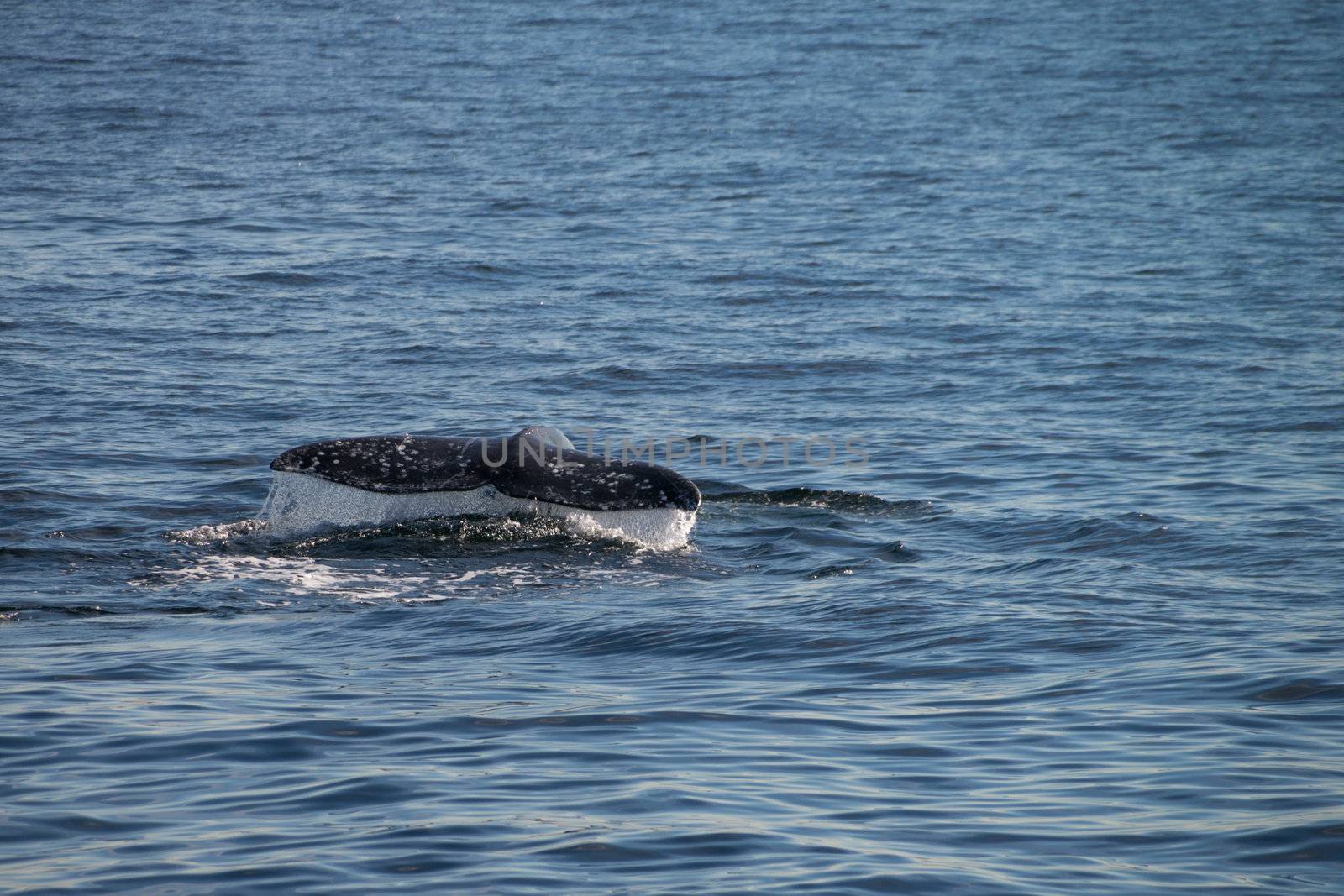 Gray whale migrating south off the coast of Oxnard, California