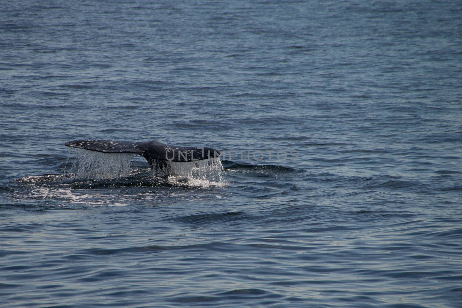 Gray whale migrating south off the coast of Oxnard, California