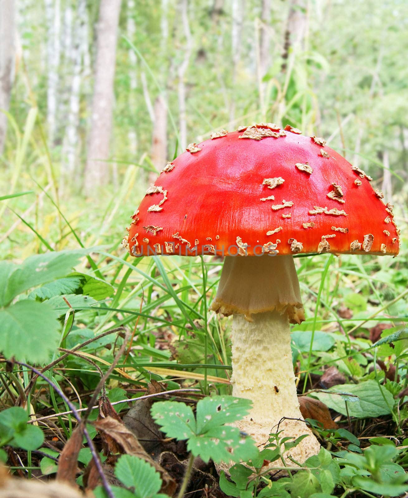 Big red death cap in the forest