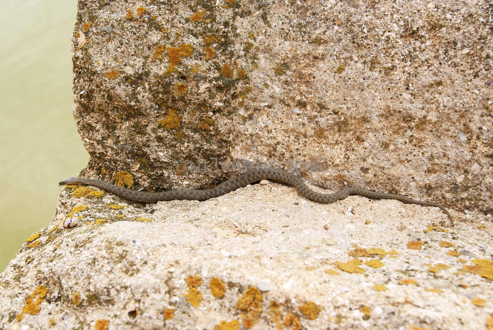 Snake is crawling to the water on shelly limestone