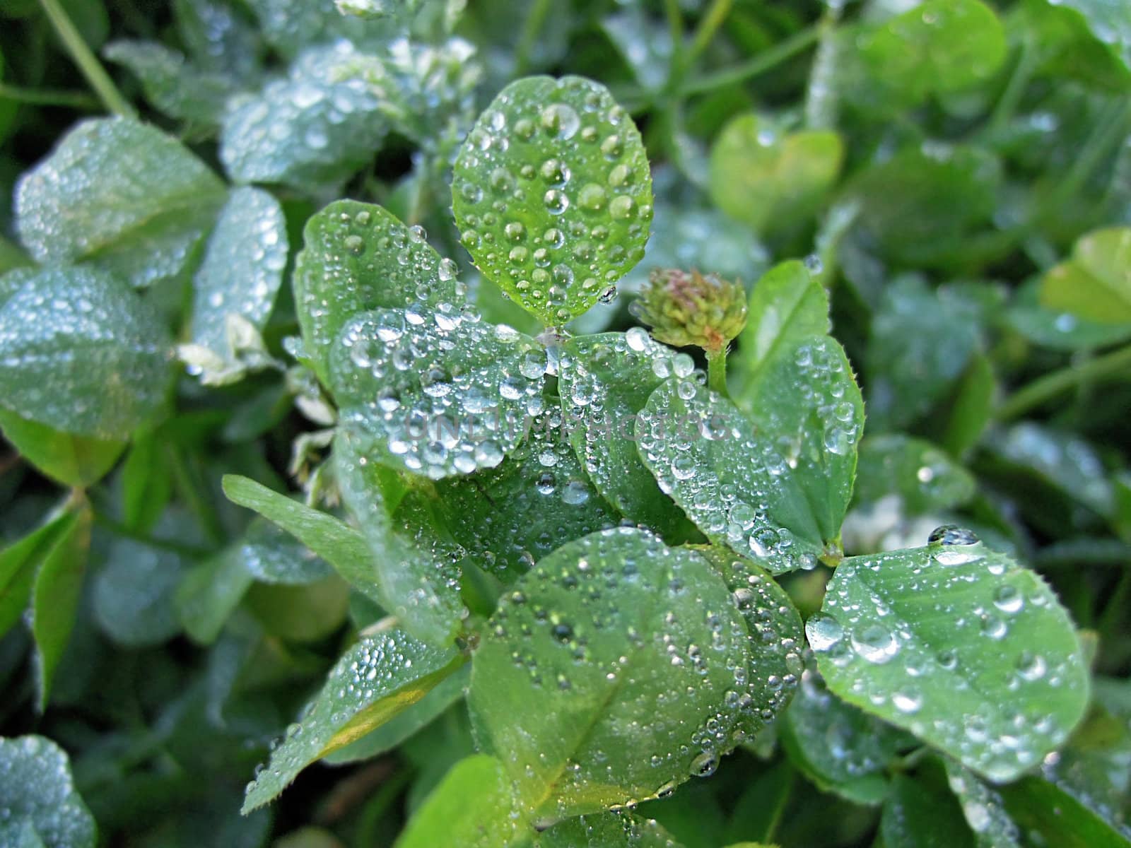 Some drops of water on green clover's petal