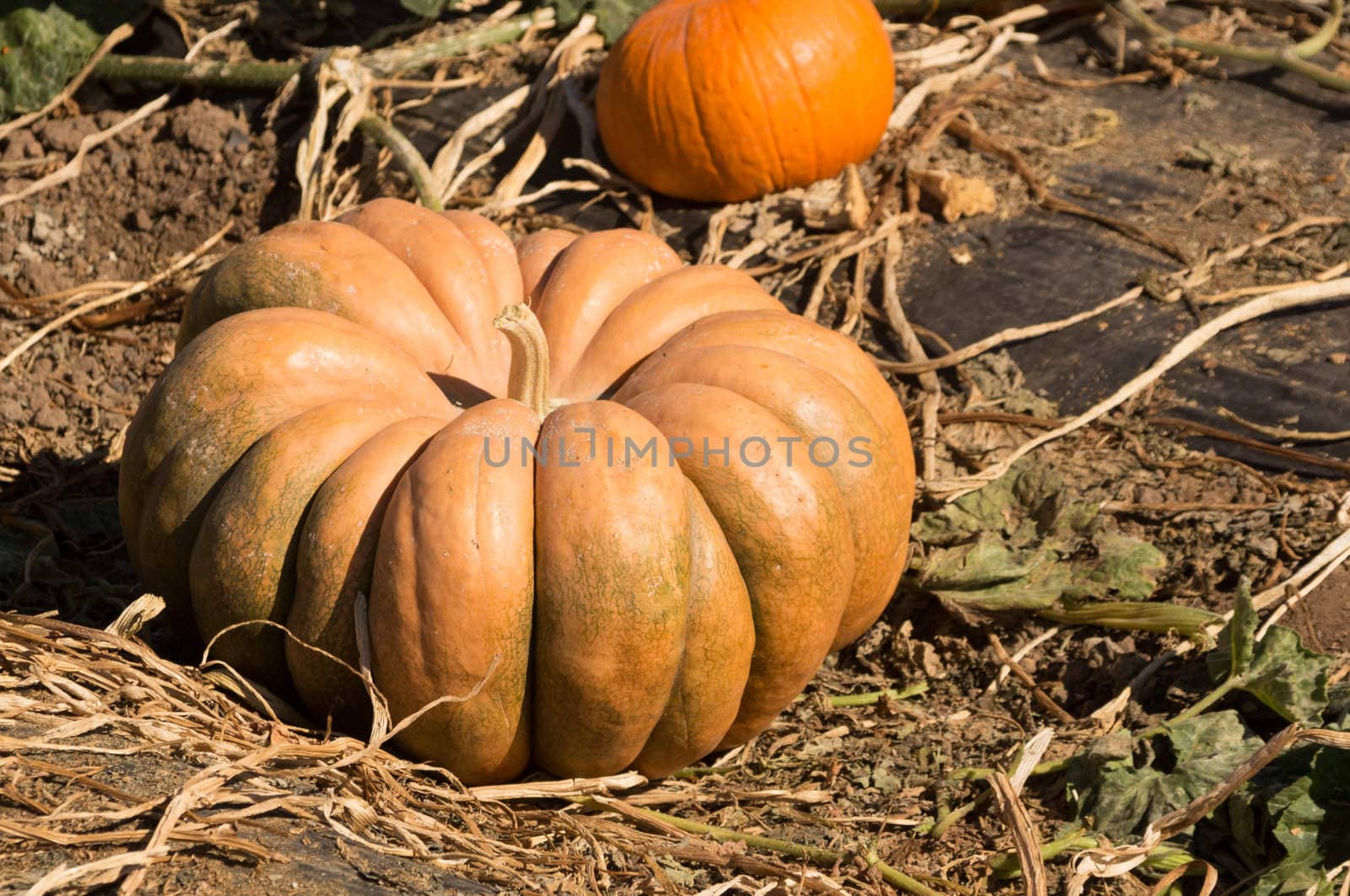 Halloween pumpkins ready to picked in a patch.