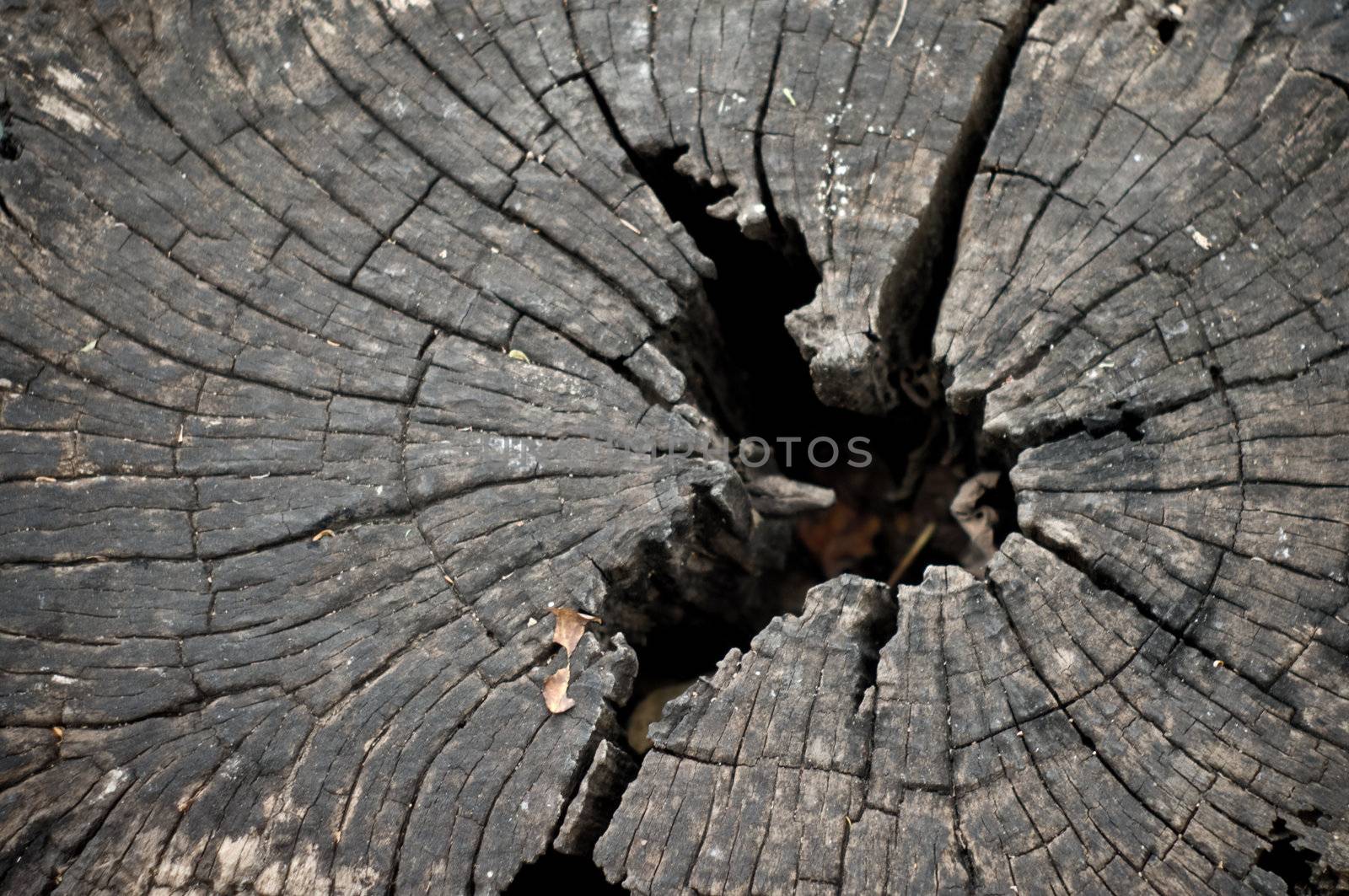 Top view of old tree stump