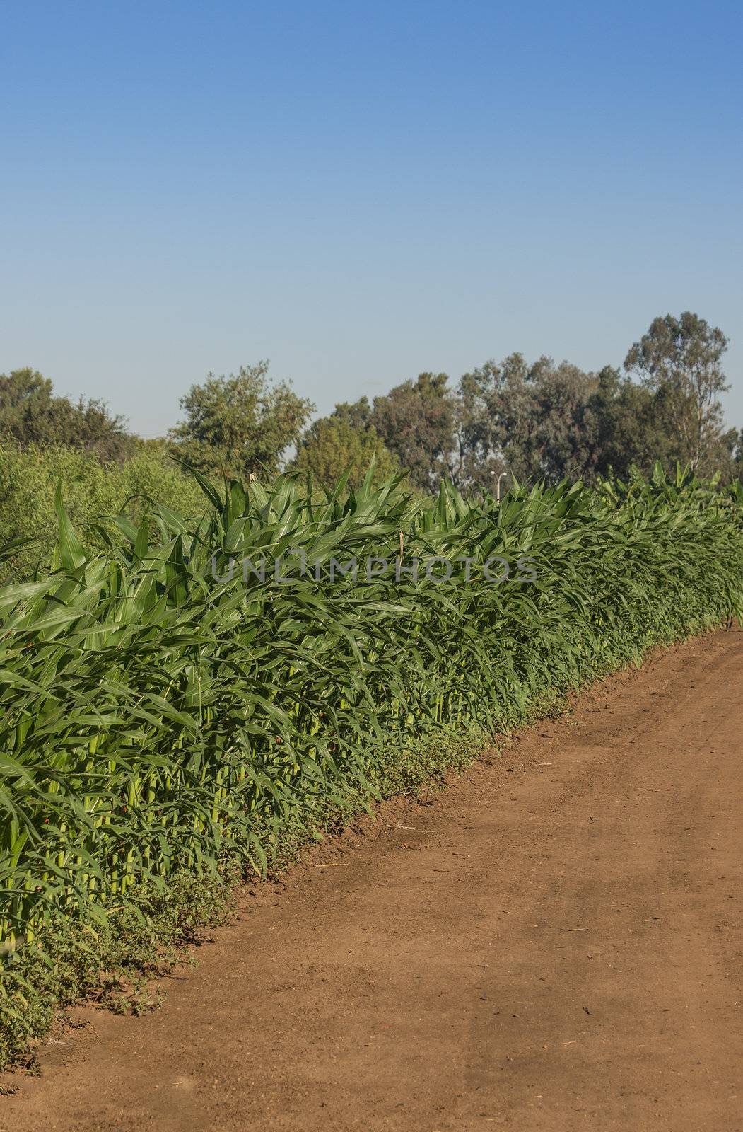 Rows of corn along a dirt road