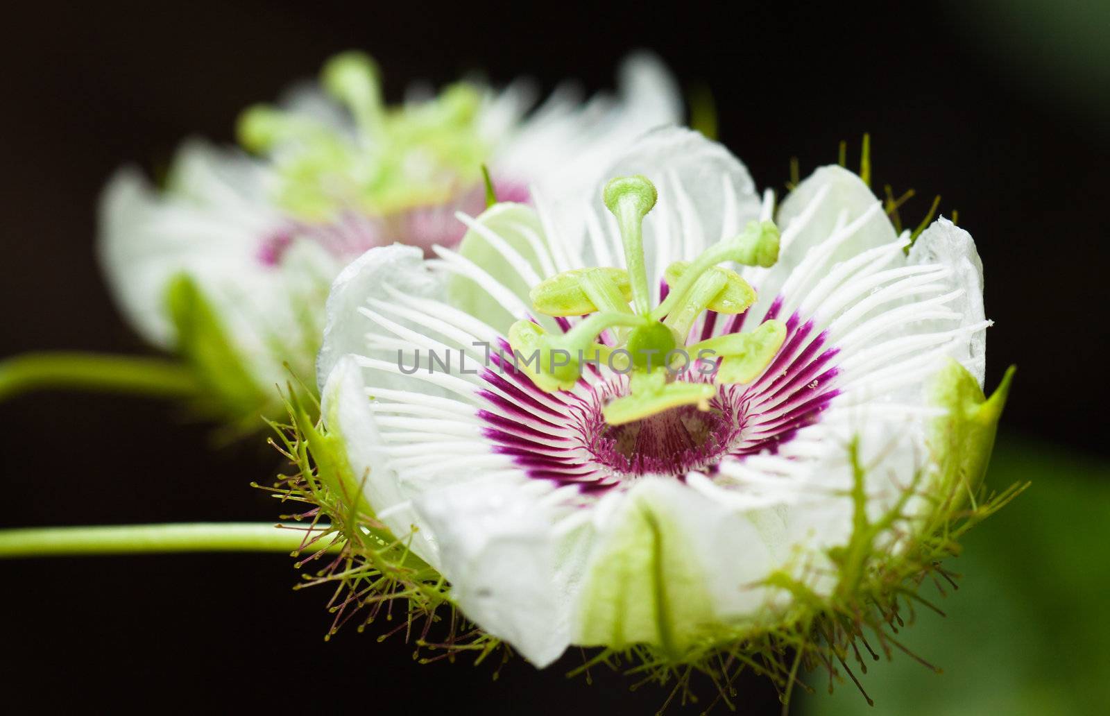 Close-up shot of two beautiful passion fruit flowers