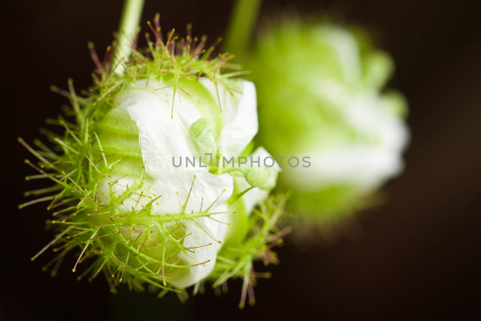 Closeup of a closed passion fruit flower