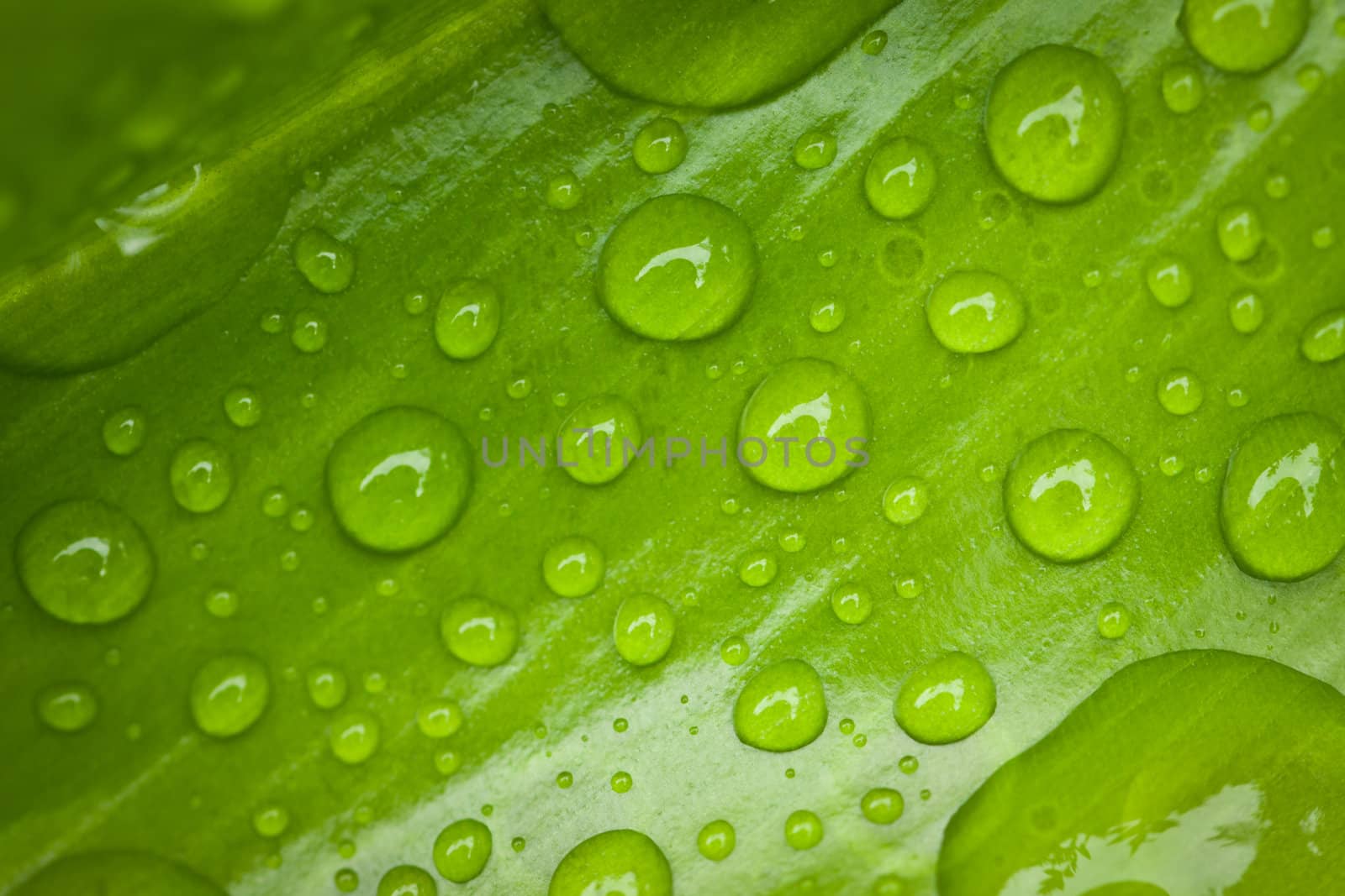 Green leaf with water drops by Jaykayl