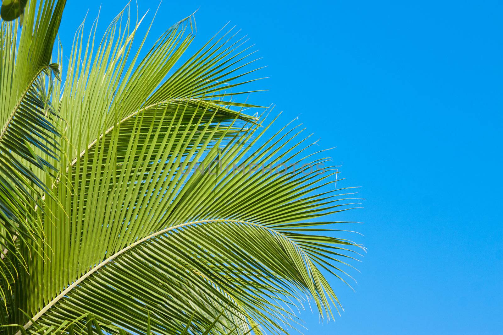 Beautiful tropical palm tree fronds with a deep blue sky in background