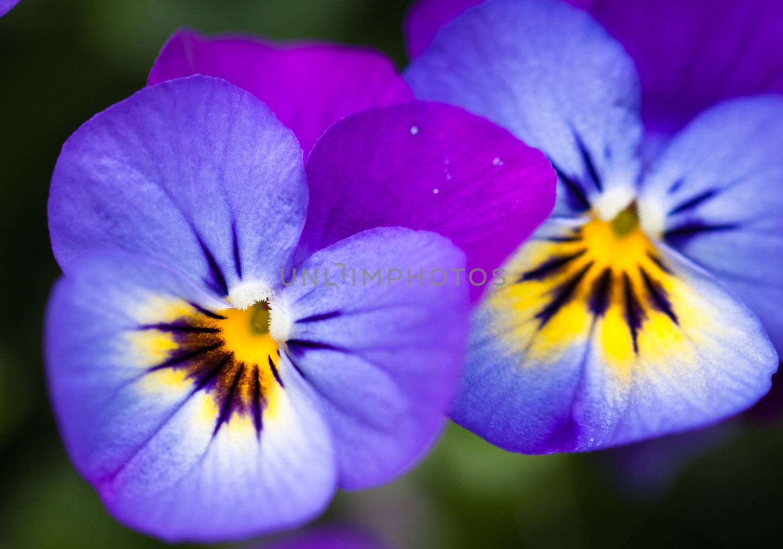 Close-up shot of two beautiful purple pansy flowers