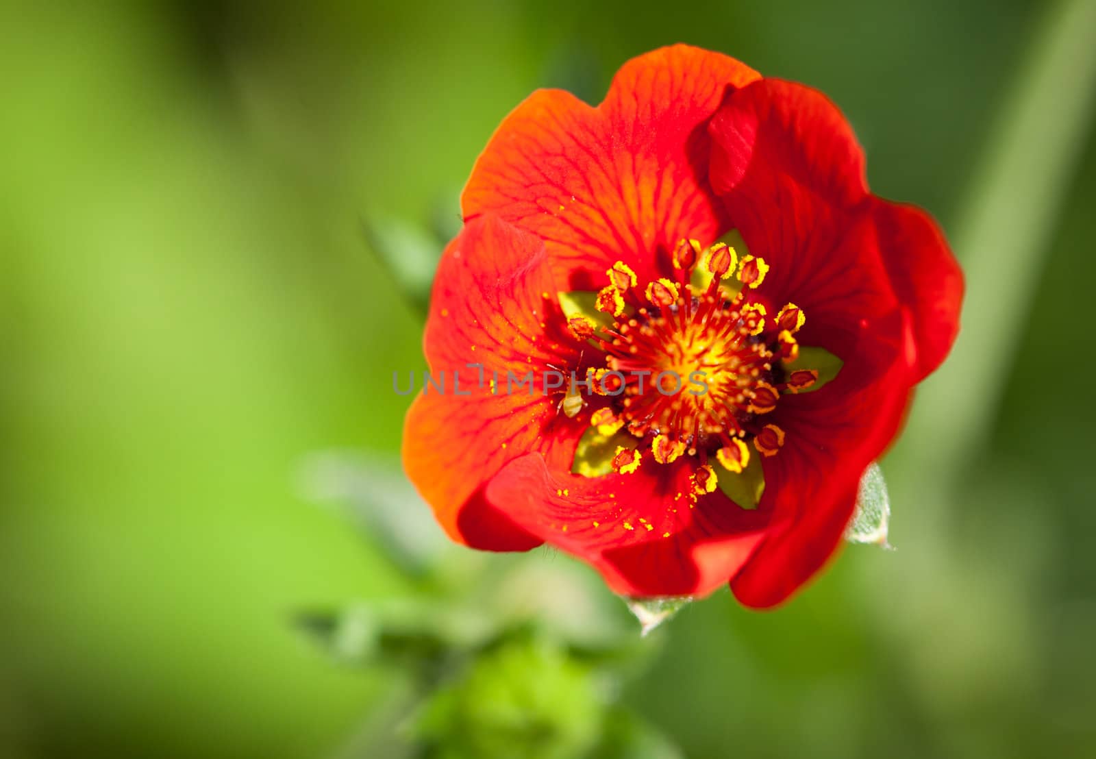 CLose-up shot of a beautiful vibrant red Poppy flower in a green field