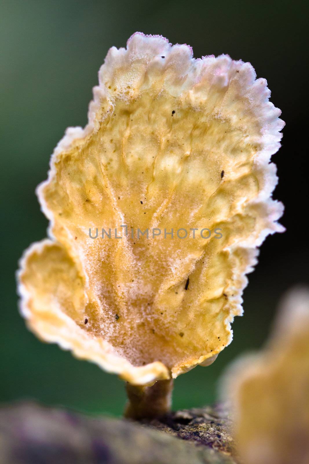 Macro shot of a beautiful tree fungus