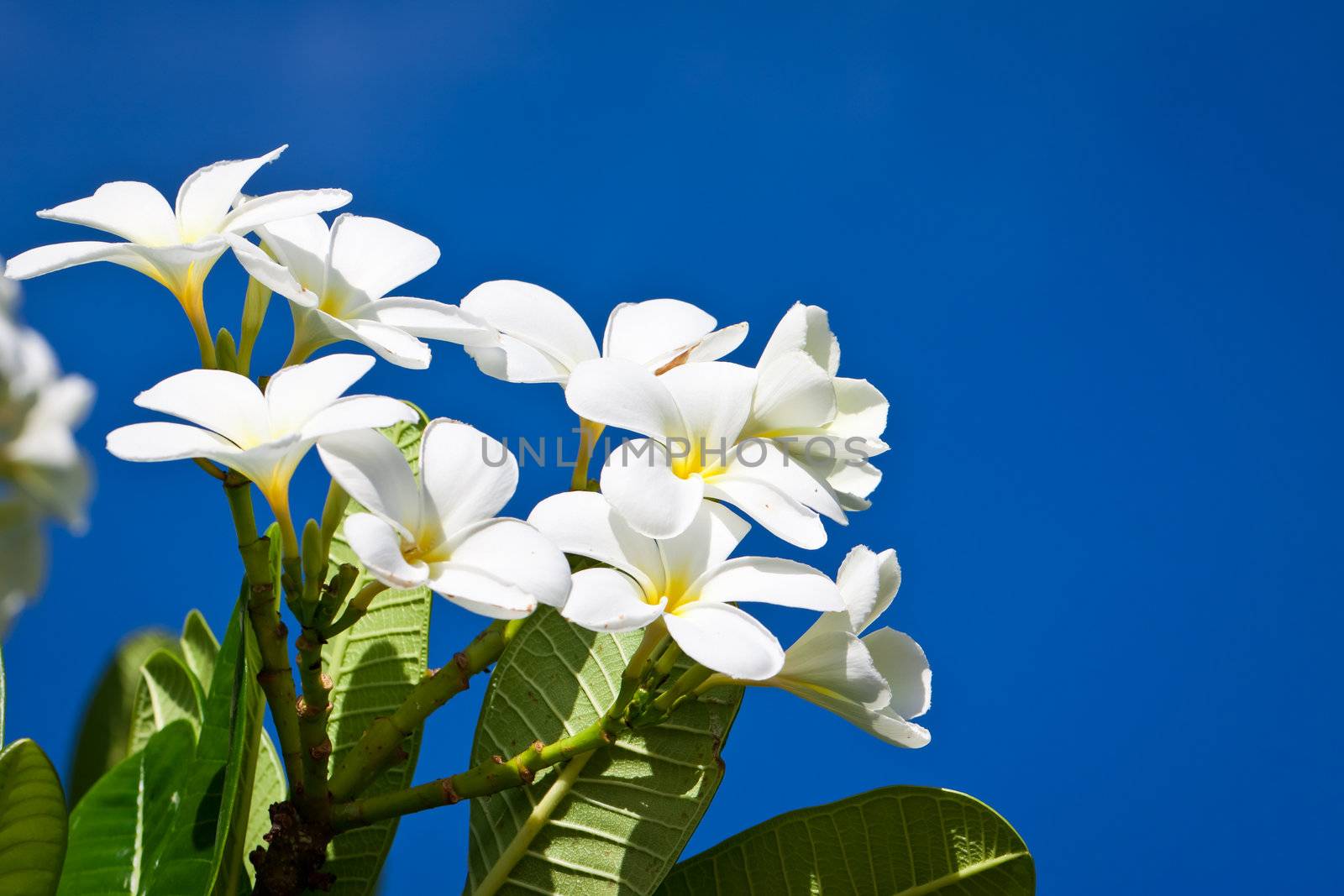 A branch with beautiful white Frangipani flowers in front of a blue sky.