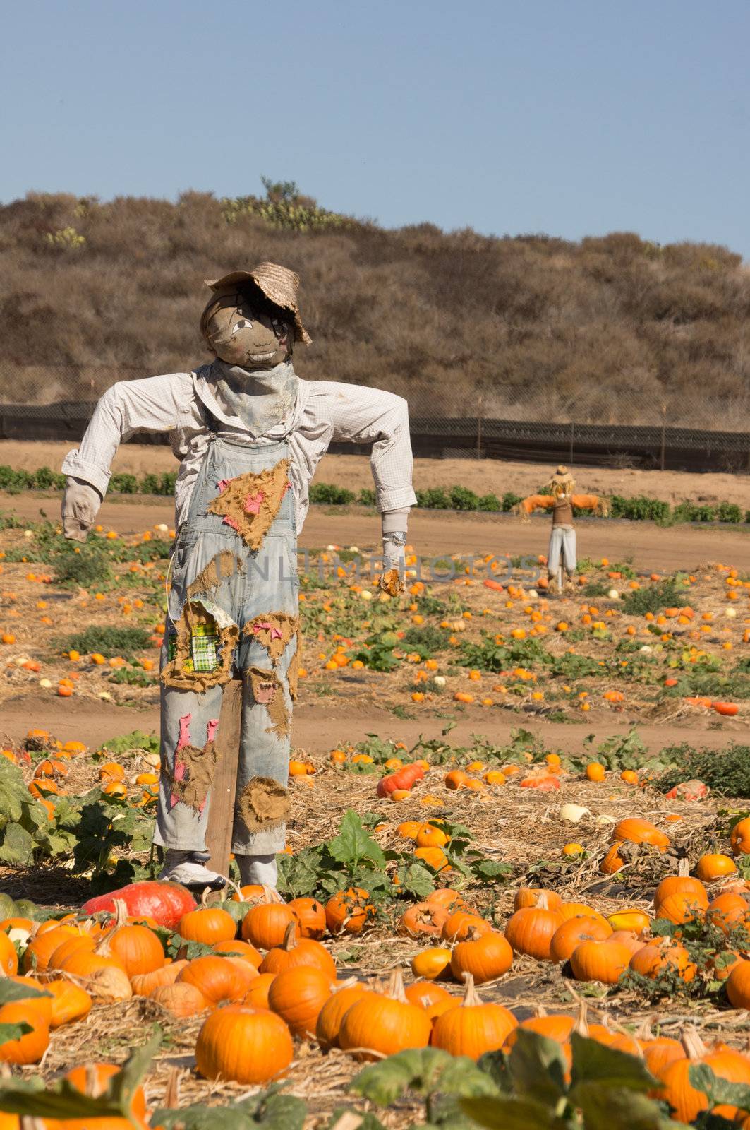 Scarecrow standing guard at pumpkin patch
