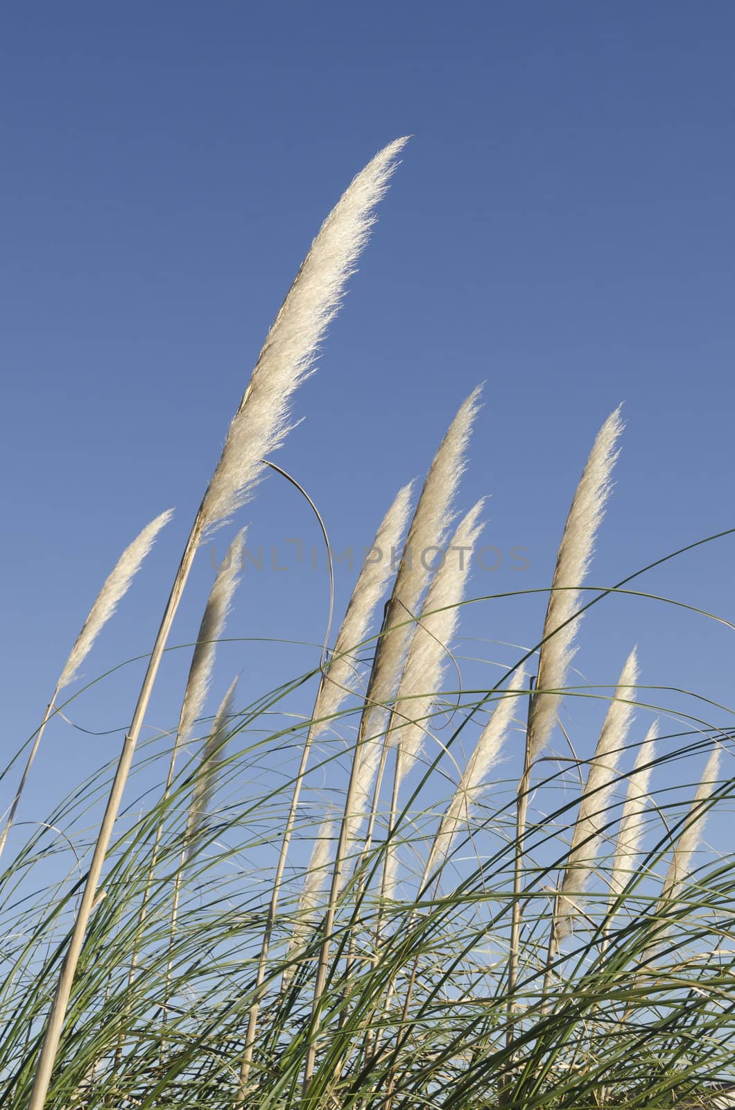 vertical reed flower on a blue sky