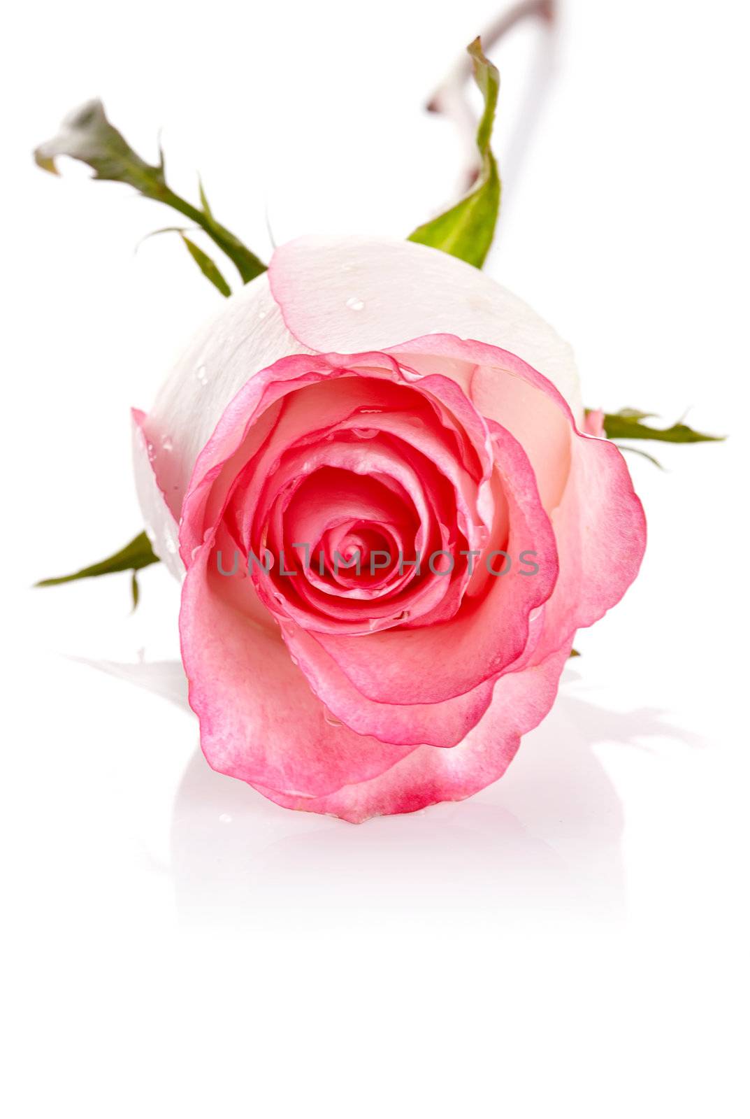 Pink rose. Rose on a white background. Pink flower.