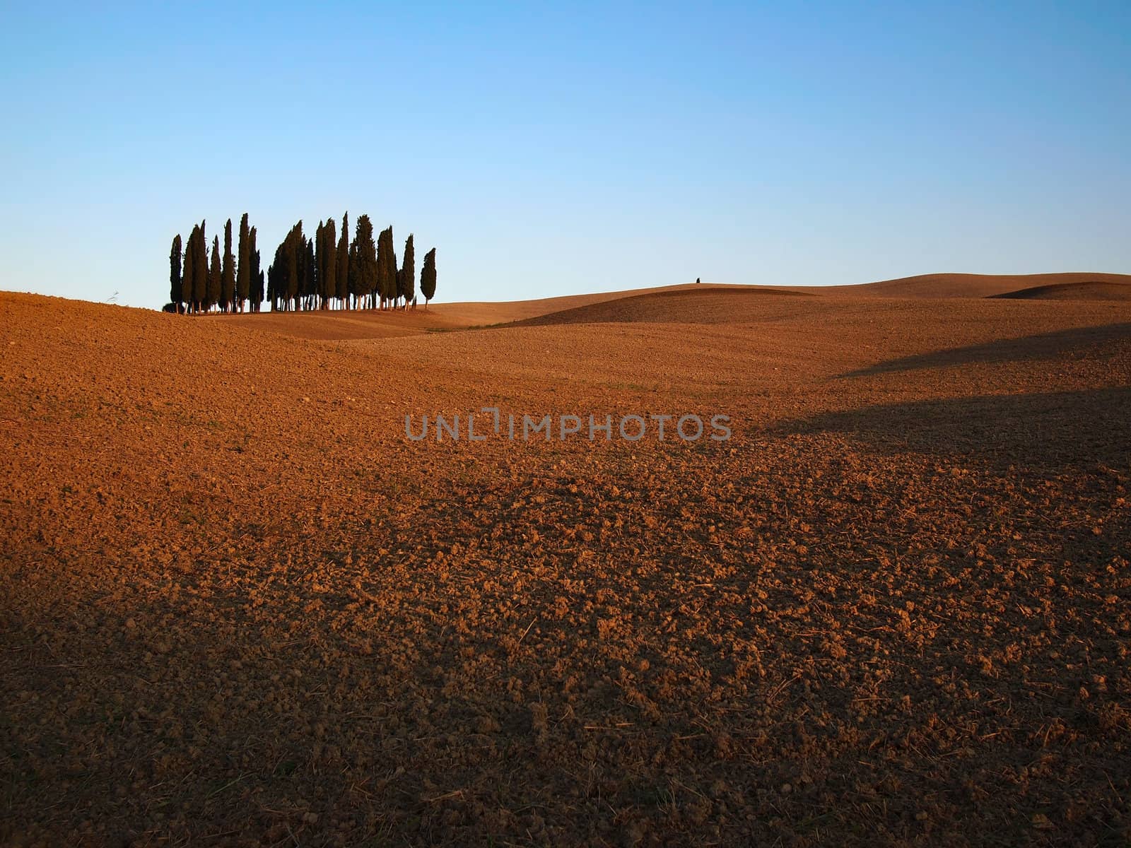 Typical Tuscany landscape with a small bunch of cypresses and rolling hills in autumn in Val d�Orcia, Italy.