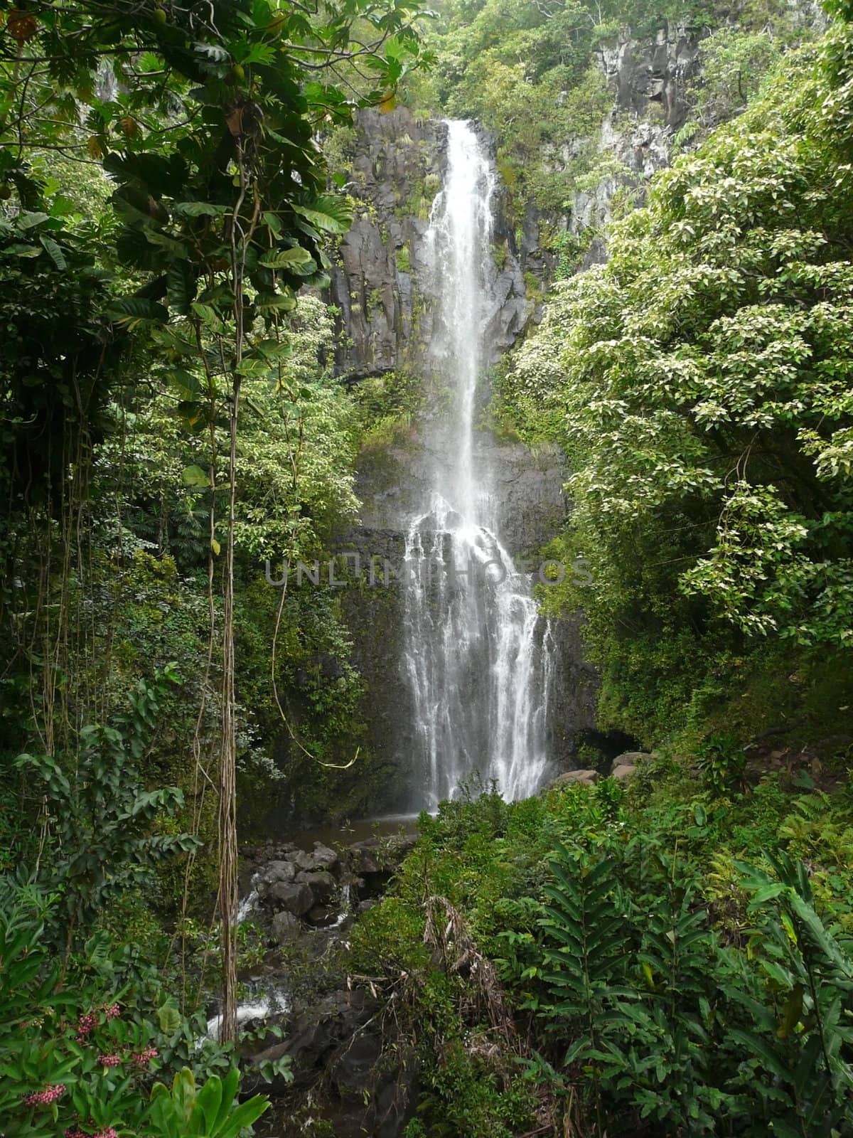 Tropical waterfall in a lush green jungle surroundings along the road to Hana on Maui, Hawaii.
