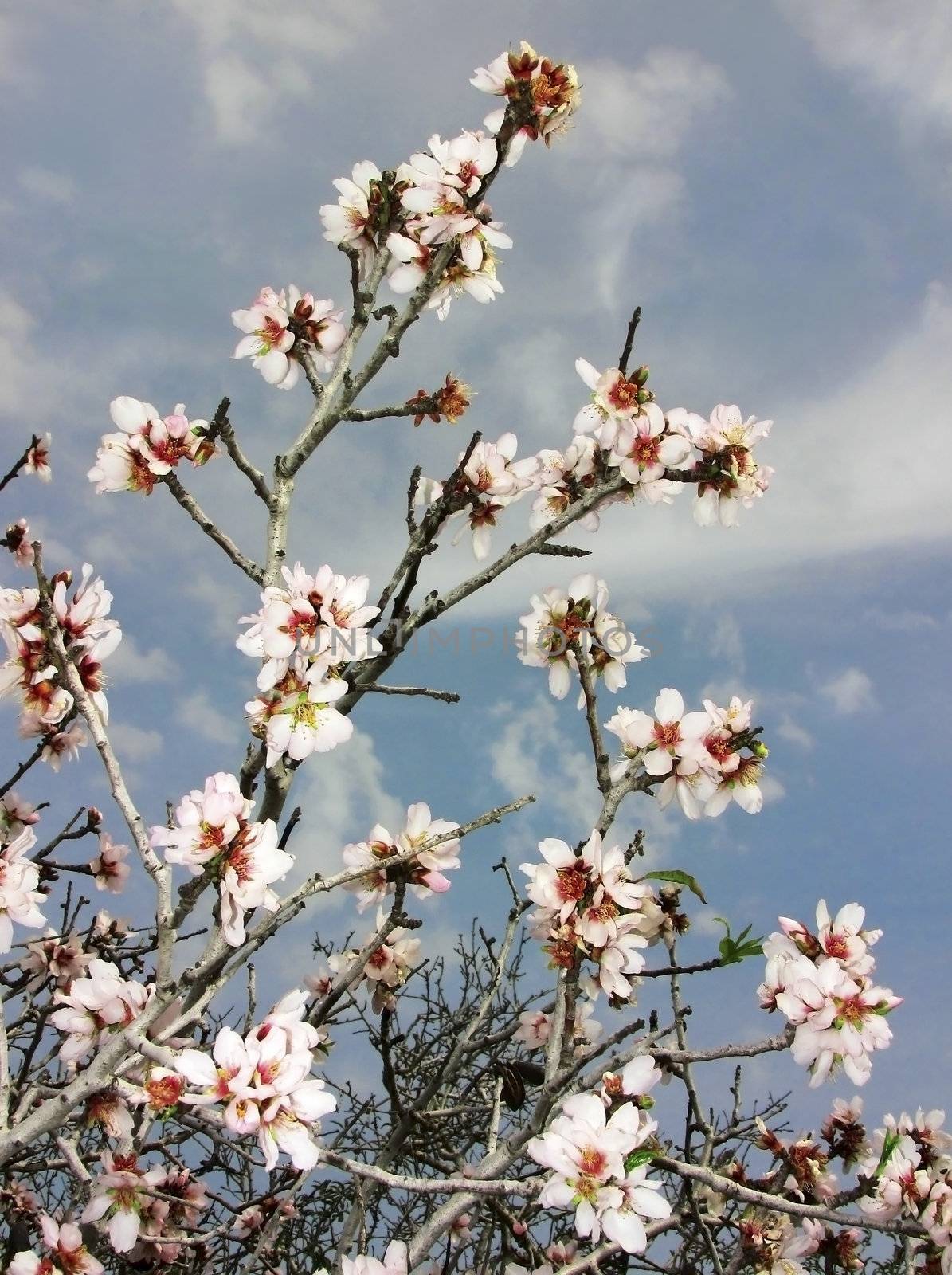 flowering almond branch against the sky







flowering almond