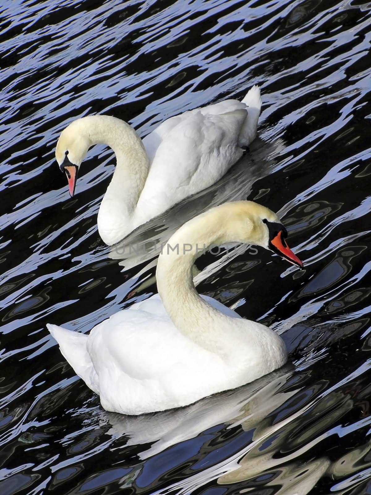 Two white swans on black blue water in Prague