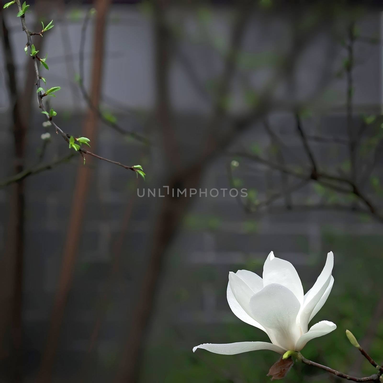 a beautiful white magnolia flower with fresh odor by jackq