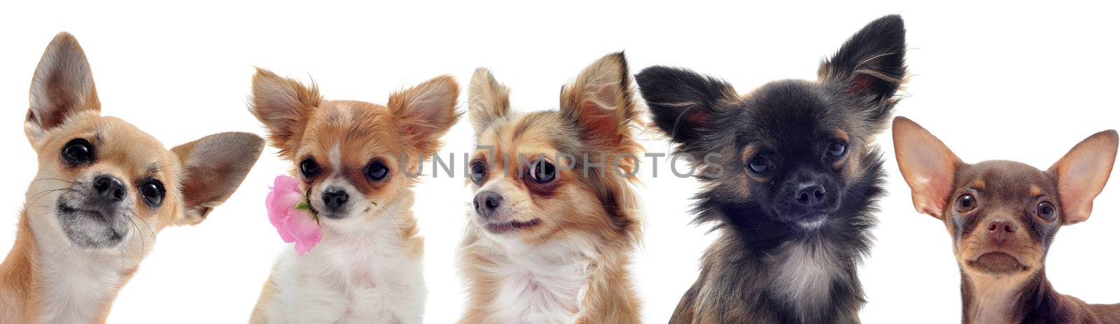 portrait of a group of purebred chihuahua in front of white background