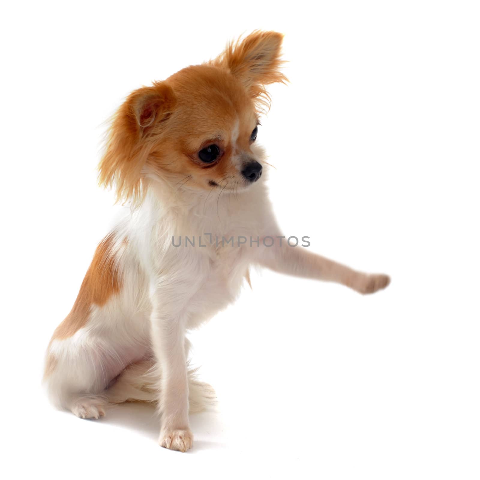 puppy chihuahua and paw by cynoclub