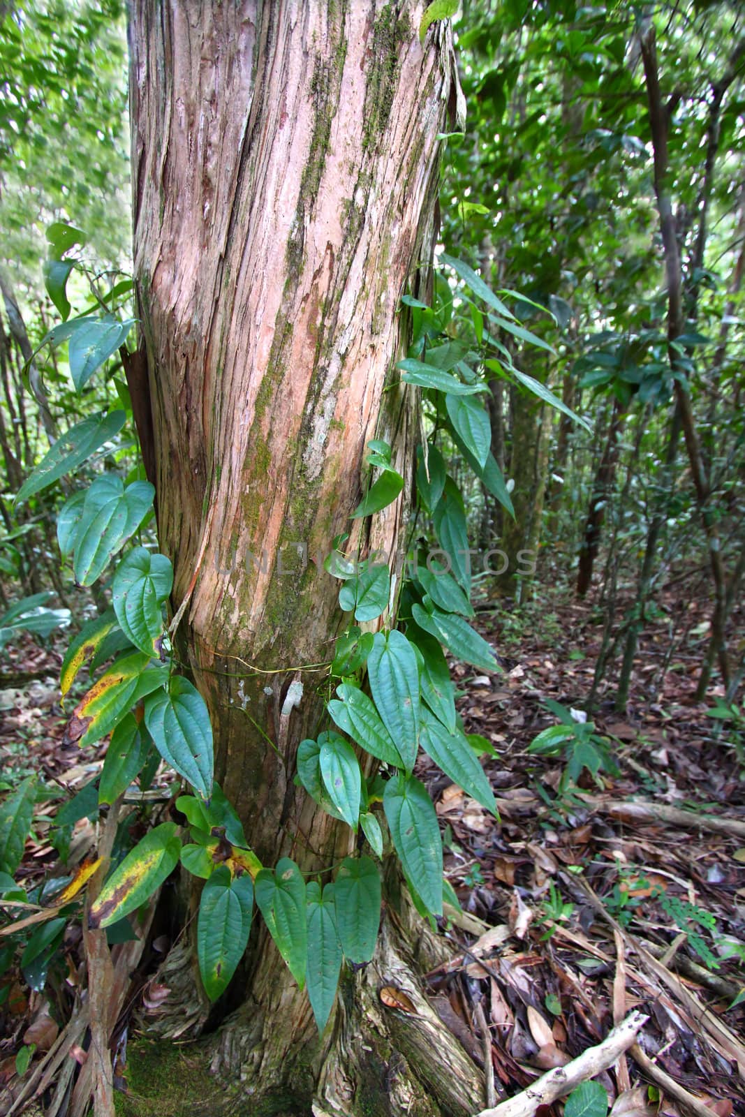 Vegetation of Guajataca State Forest in Puerto Rico - United States.