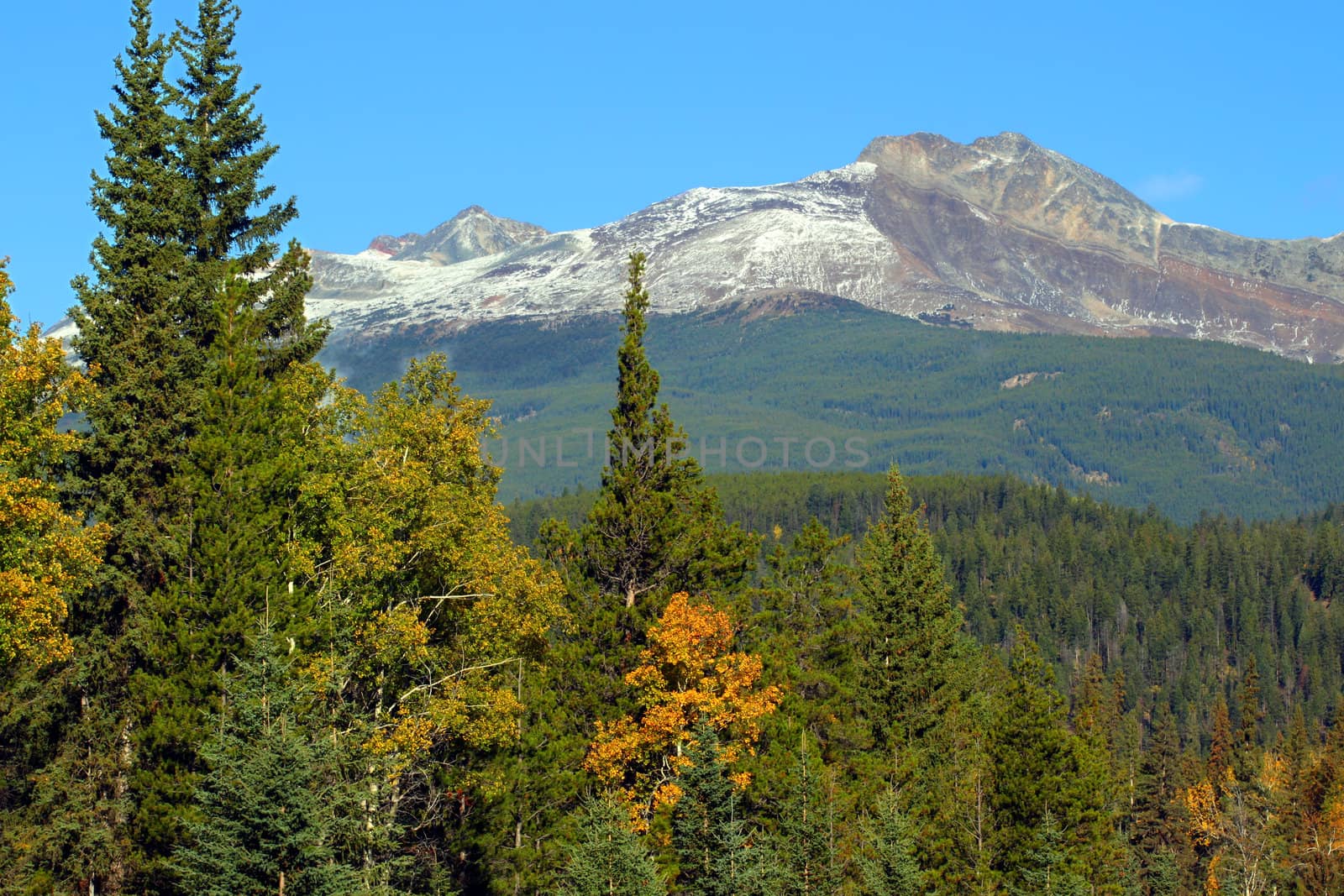 Pyramid Mountain rises high above the forests near the Canadian town of Jasper.