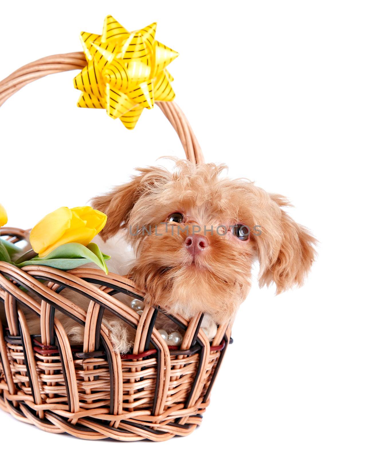 Decorative doggie in a basket. Puppy as a gift. Dog and flowers. Shaggy small doggie. Decorative thoroughbred dog. Puppy of the Petersburg orchid. 