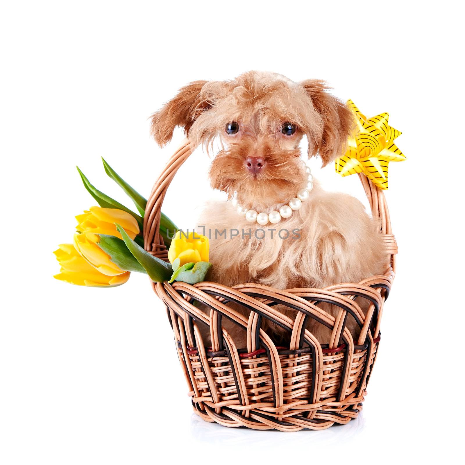 Decorative doggie in a basket. Puppy as a gift. Dog and flowers. Shaggy small doggie. Decorative thoroughbred dog. Puppy of the Petersburg orchid. 