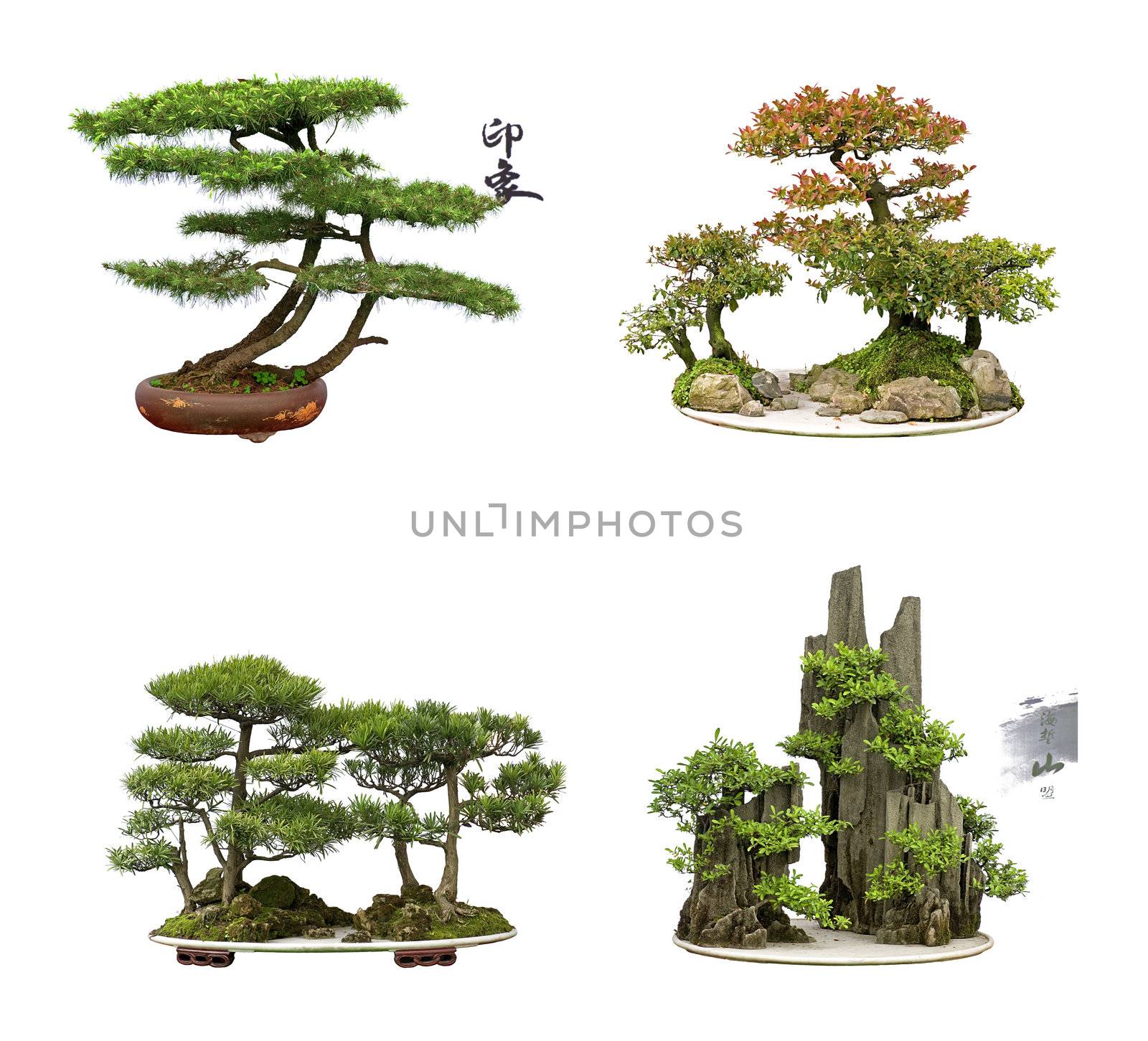 cedar bonsai:impression by jackq