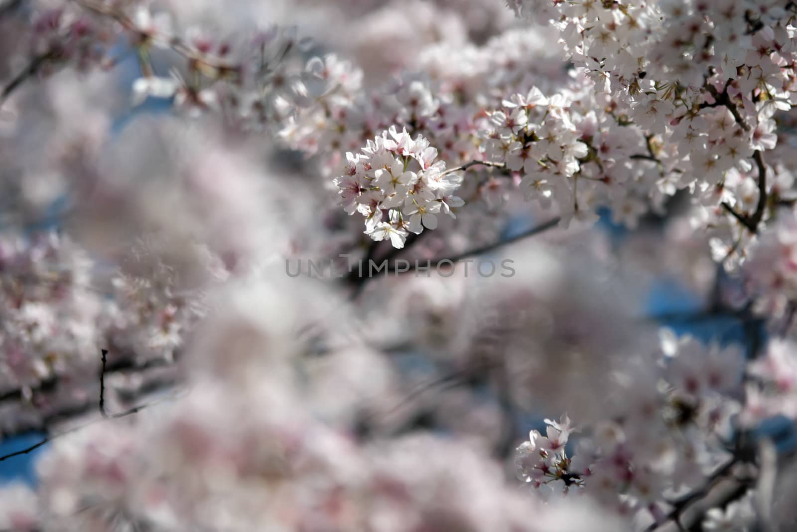 Spring blooming sakura cherry flowers branch