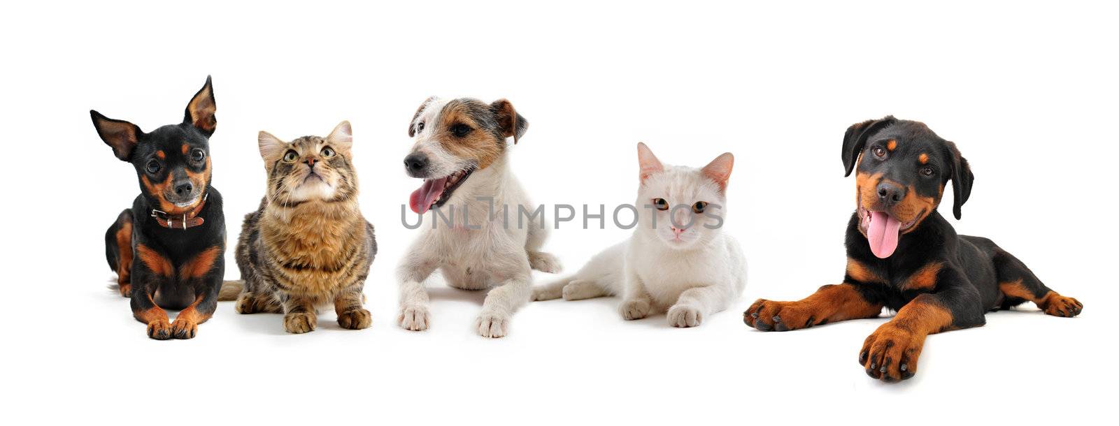 group of puppies and cats on a white background