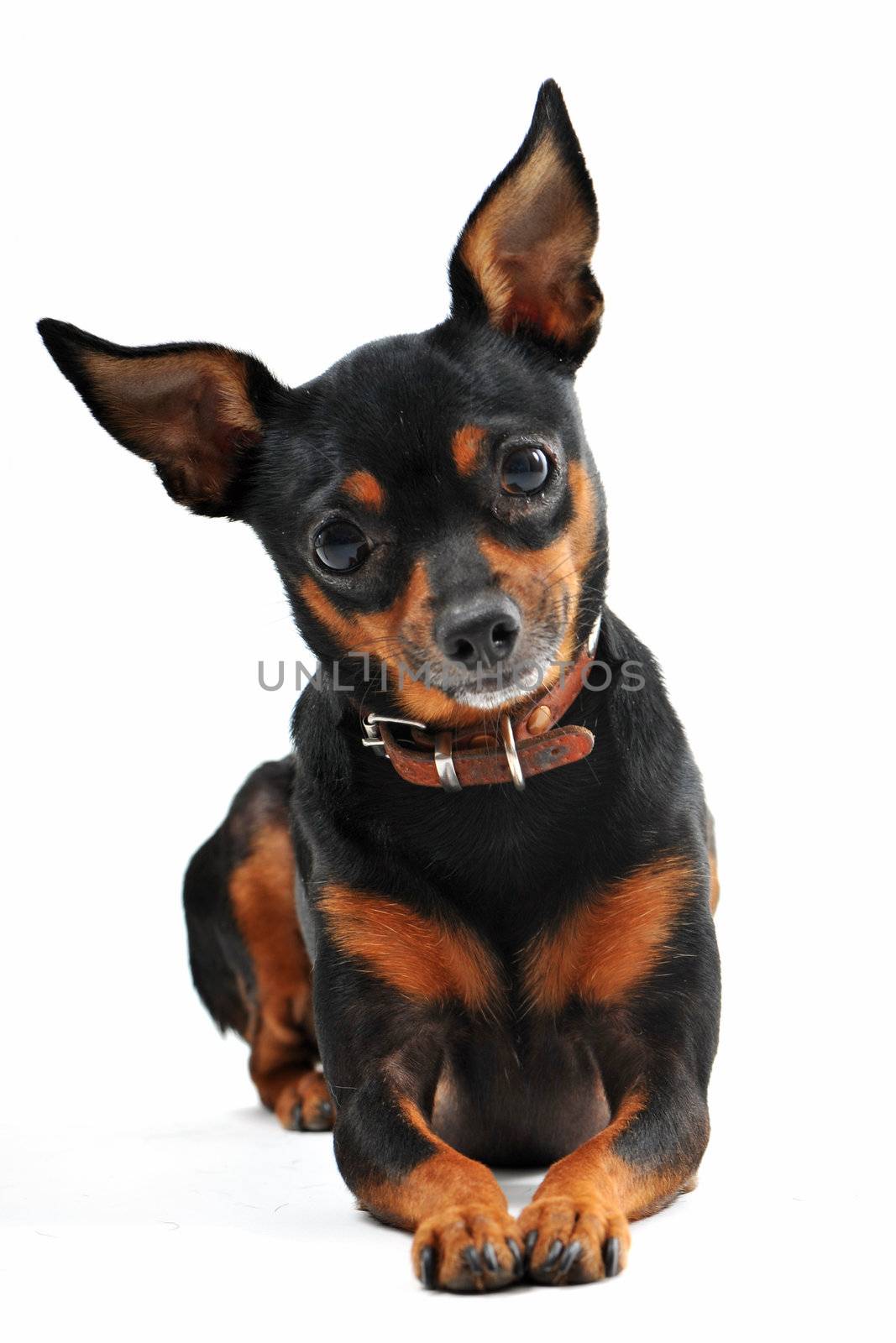 portrait of a purebred miniature pinscher on a white background, focus on the eyes