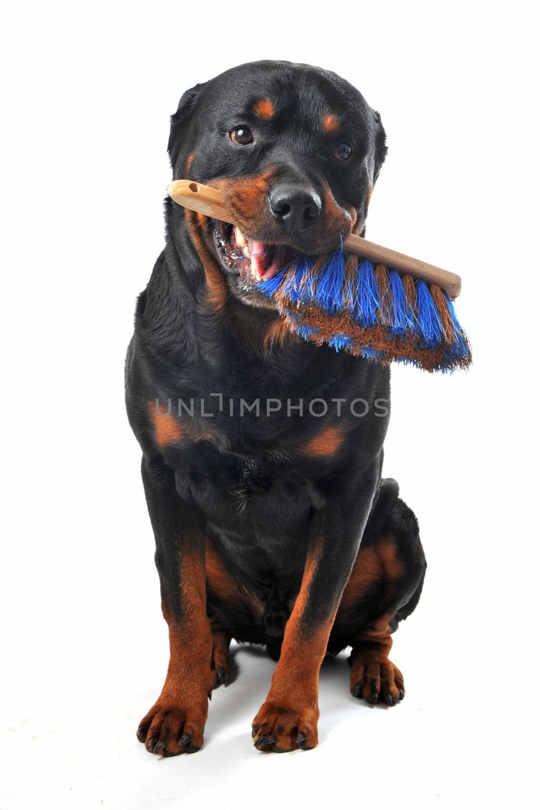 portrait of a purebred rottweilerwith  a broom